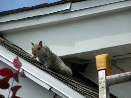 Villanova, PA Squirrel & Bat Removal