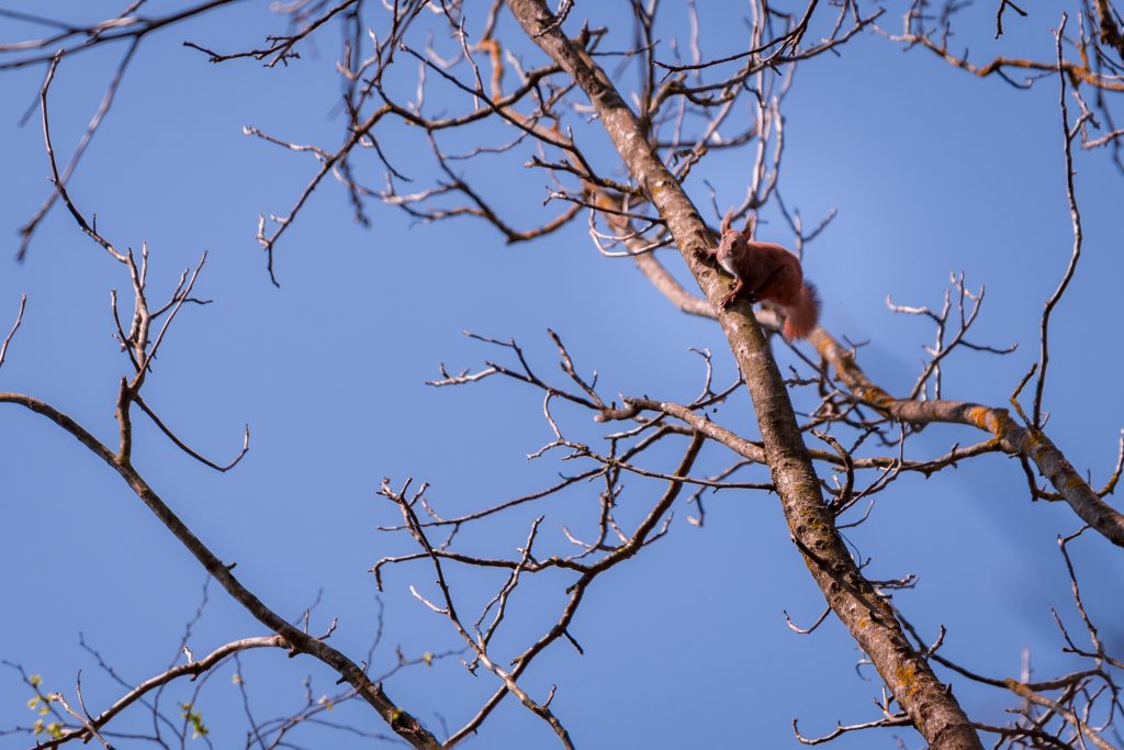 Preventing Squirrel Infestations in West Norriton, PA
