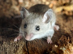 Mice Control