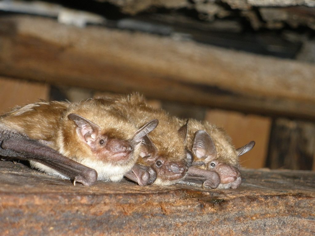 Bat Exclusion Professionals in Wayne, PA Wayne, PA Signs of a Bat Infestation
