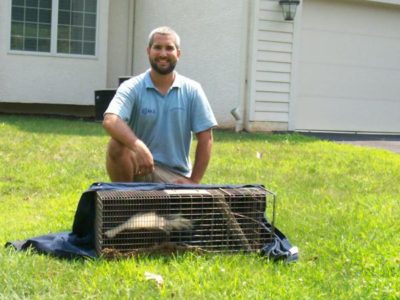 Pennsylvania Skunk Exclusion Pennsylvania Skunk Exclusion