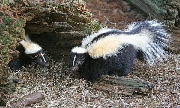 Pennsylvania Skunk Removal Services Pennsylvania Skunk Removal Services