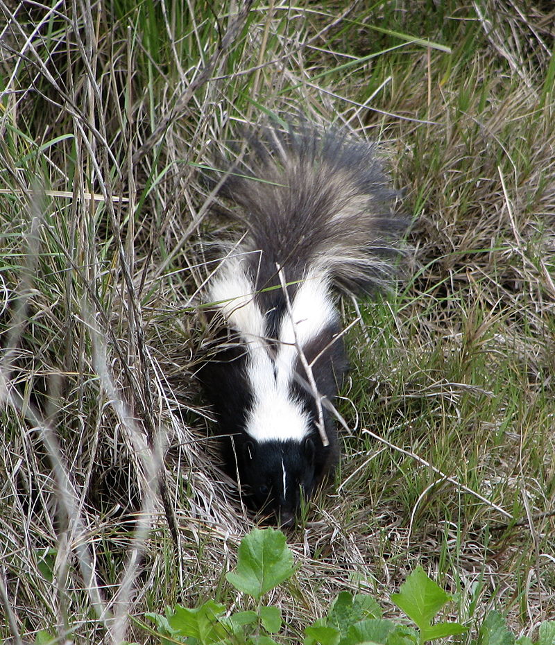 Pennsylvania Skunk Trapping Services