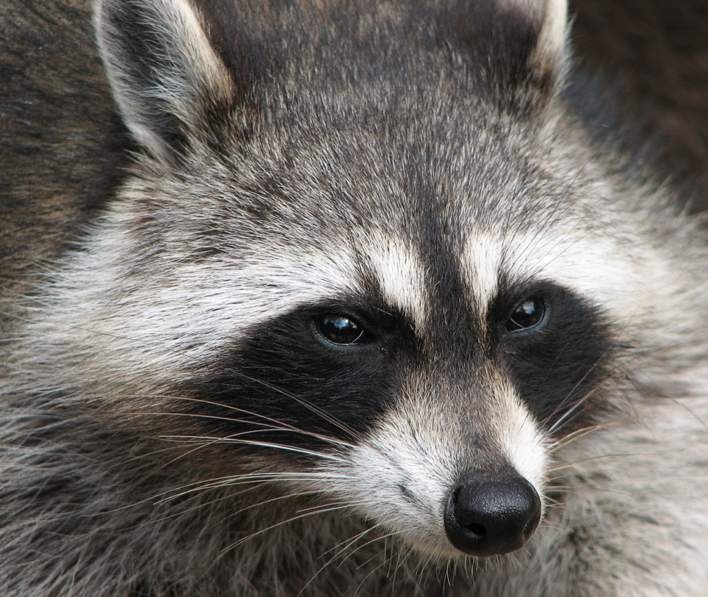 Seitz Wildlife: Raccoon Removal Experts in Chester Springs, PA Norristown, PA Wildlife Removal Services