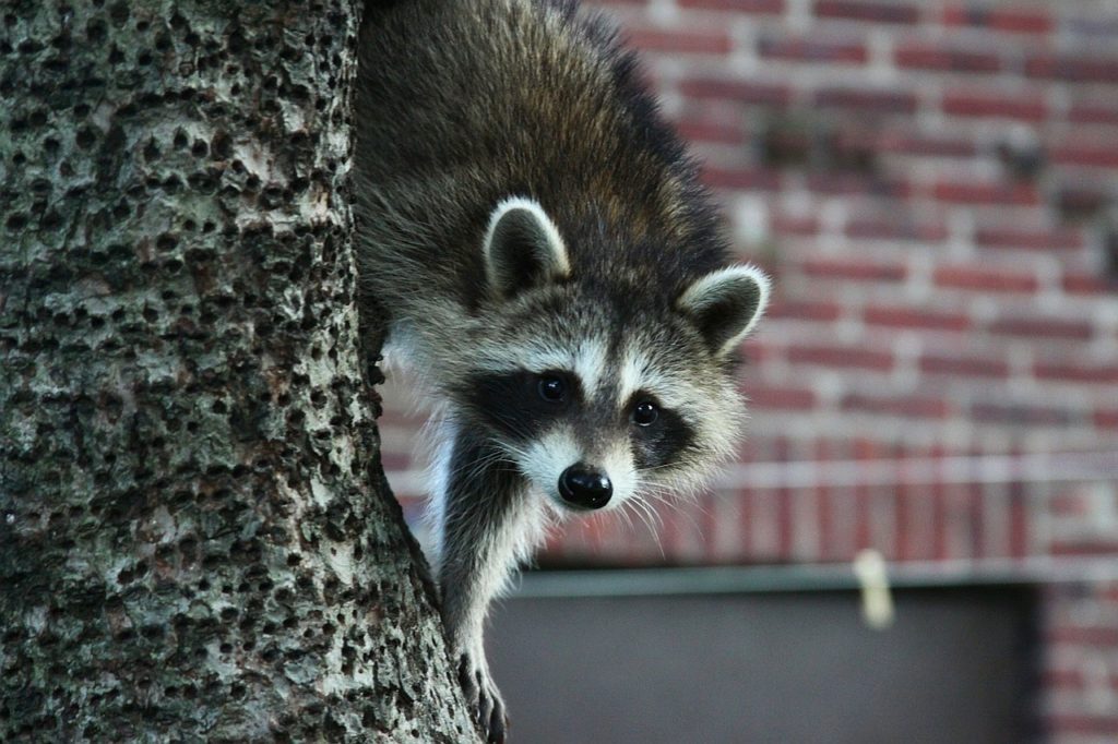 Raccoon Removal Services in Philadelphia, PA