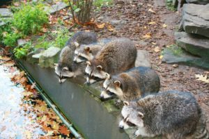 Exton Raccoon Removal Image of Exton Raccoon Removal
