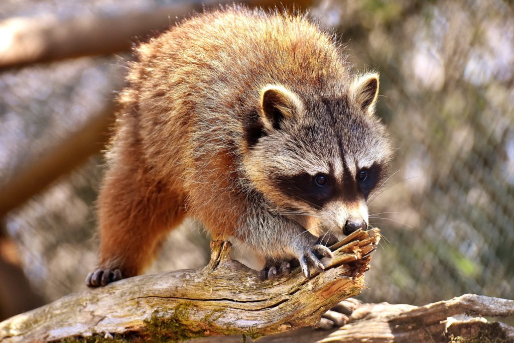 Raccoon Removal Services in Chester Springs, PA Raccoon Removal Services in Chester Springs, PA