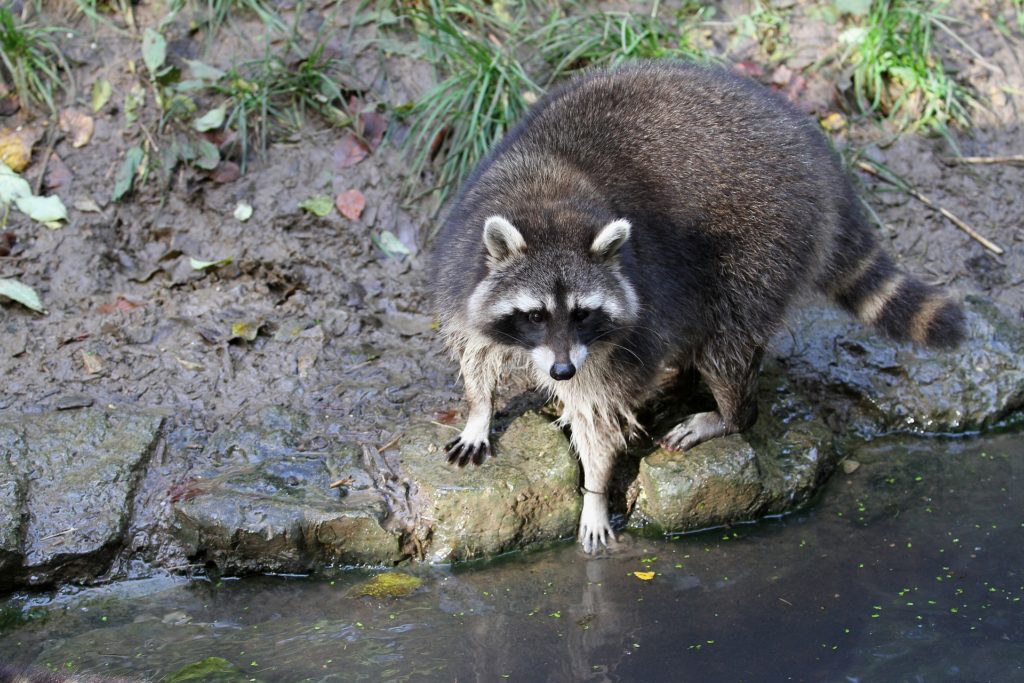 Malvern Raccoon Removal