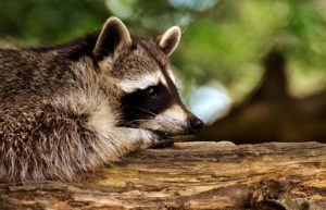 Raccoon Damage and Behavior