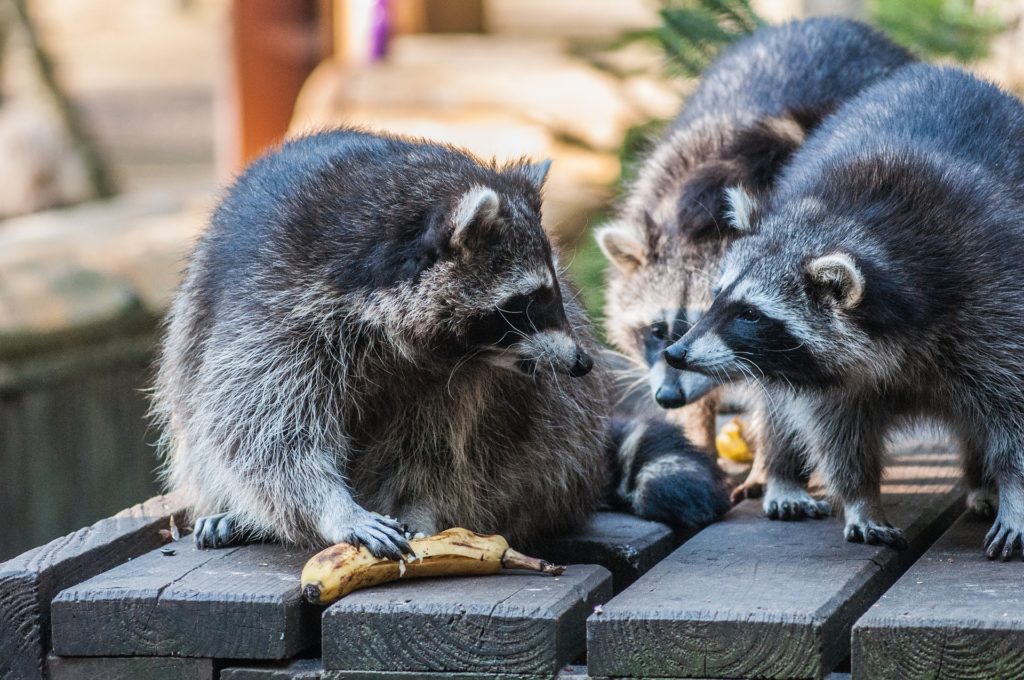 Schedule Raccoon Control Services in Newtown Square Today
