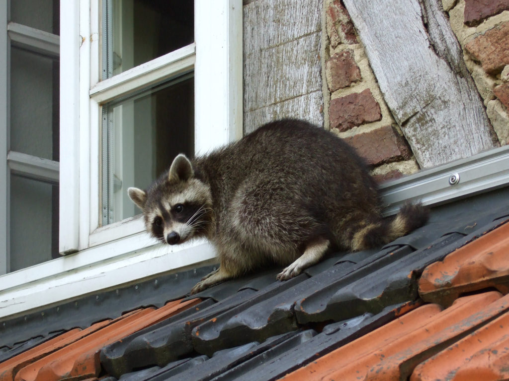 Malvern Raccoon Removal