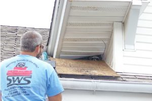 Raccoon Removal Pennsylvania