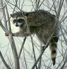 Kennett Square Raccoon Removal