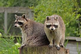 Signs of Raccoon Infestation Chester Springs Raccoon Removal