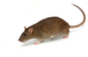 Rat Removal