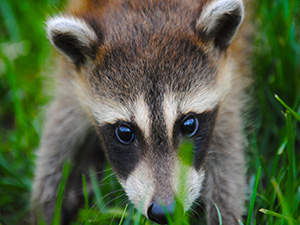 Raccoon Removal Services in Chester County, PA Raccoon Removal Services in Chester County, PA