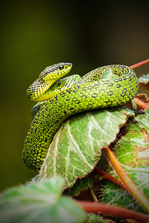 Snakes
