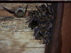 Seitz Wildlife Bat Removal Bat Removal Services in Drexel Hill , PA