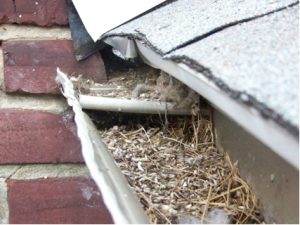 Bird Control