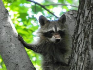 Seitz Wildlife Raccoon Removal