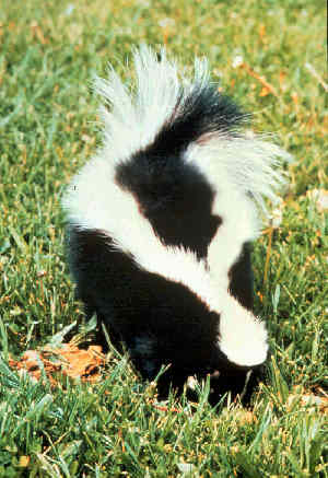Skunk Removal in Morgantown, PA Elverson, PA