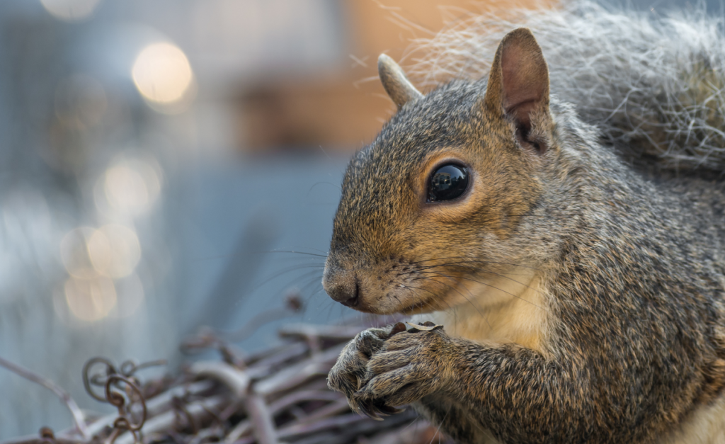 Squirrel Removal Services: Don’t Let Squirrels Take Over Your Attic West Chester, PA Animal Exclusion