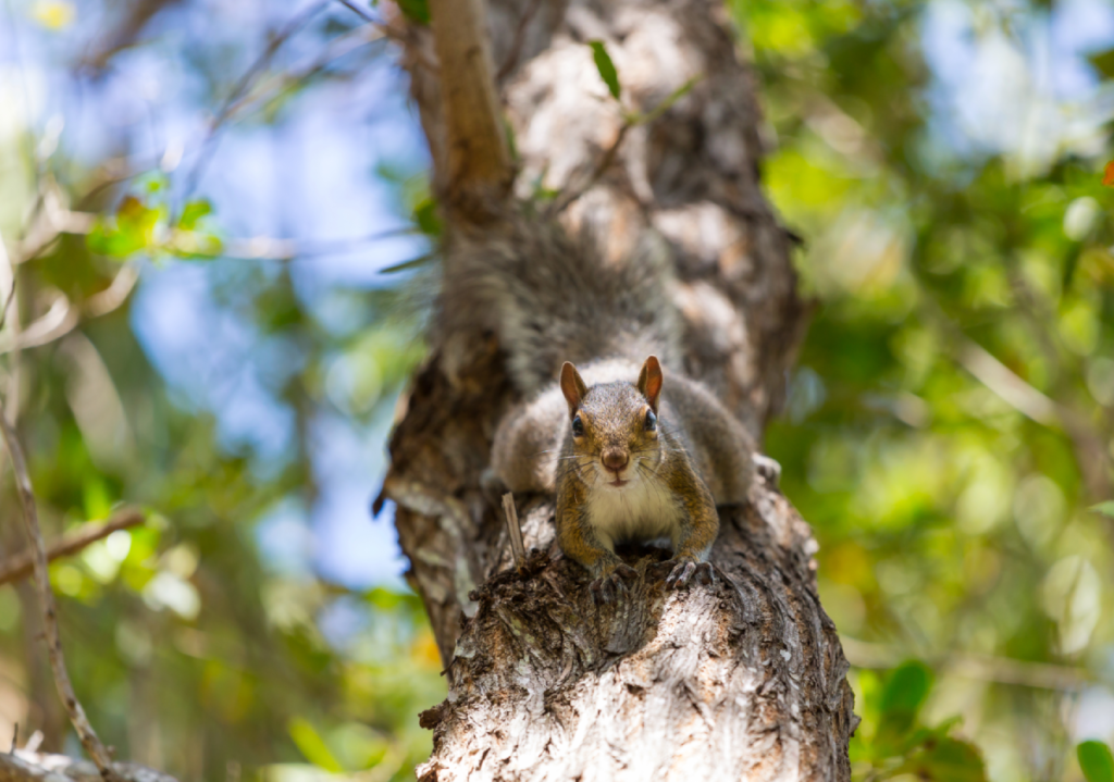 Why Seitz Wildlife Is the Right Choice Media, PA Animal Exclusion