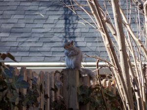 Squirrel Control Pennsylvania