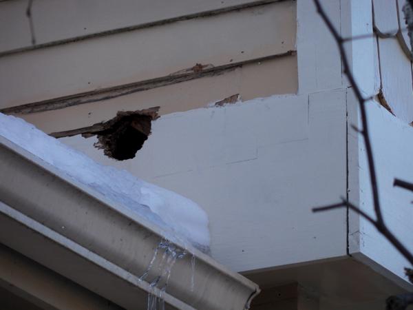 Squirrel Exclusion Services in Wyomissing, PA Squirrel Removal from Attics in Wyomissing PA