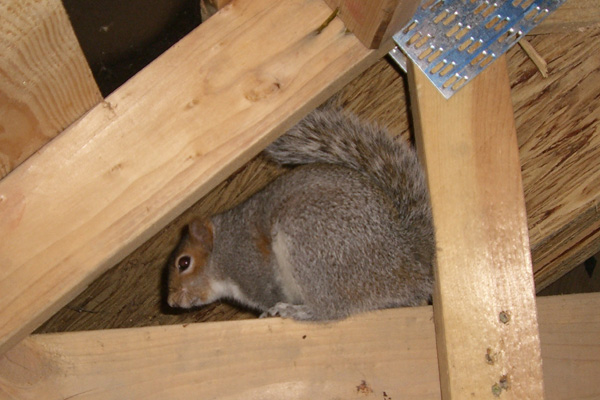Comprehensive Wildlife Removal Solutions in Glenmoore, PA West Chester, PA Animal Exclusion