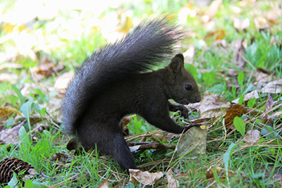 Squirrels