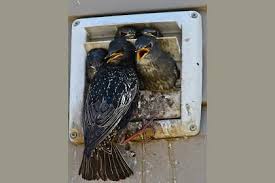starlings nesting in vent Exton, PA Bird Removal