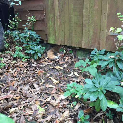 Dead Animal Removal Services in Chester County